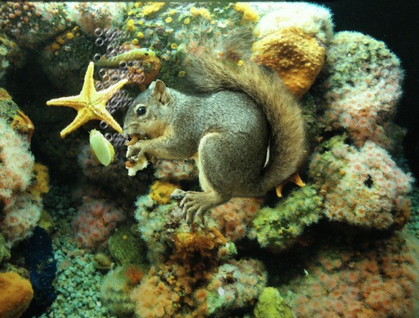 Sea Squirrel